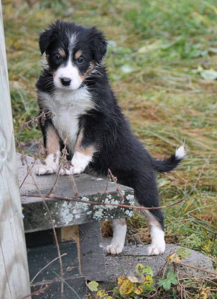 Bårvas Tinka