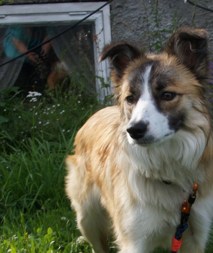 Bårva Running Wild Taiga. Godkjent gjeterhund