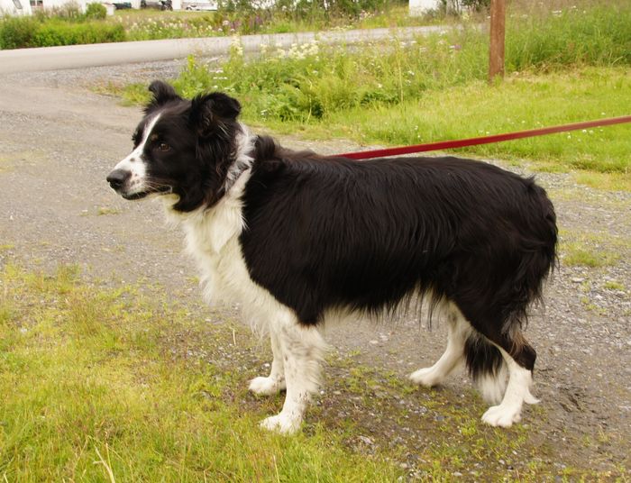 Bårvas Inga 
