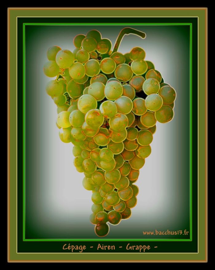 Grappe du cépage Airen ou Lairen -
C'est le cépage le plus planté dans le monde pour les raisins de cuves.Originaire de la région de la Mancha en Espagne -On y trouve plus de plants d'Airen que de Tempranillo. On l'utilisait beaucoup pour alléger les rouges épais du pays et dans d'autres régions du centre de l'Espagne .
Avec les progrès technologiques en matière de vinification ( contrôle des températures ), Les blancs issus de ce cépage connaissent un nouvel essor et un vif succès -