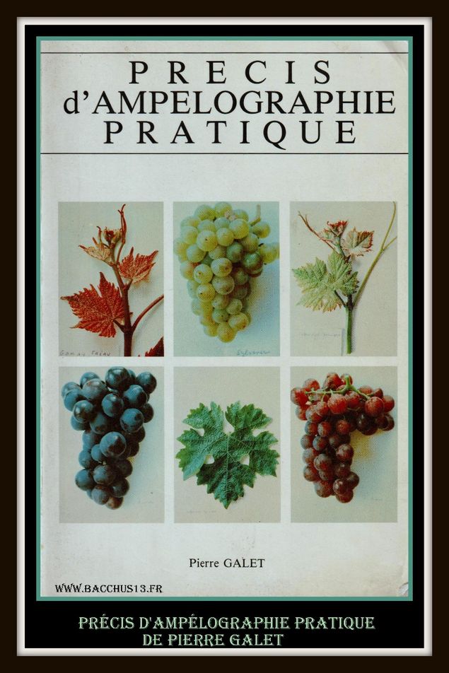 Pour les Passionnés ( es ) des cépages je vous recommande ce formidable ouvrage universitaire de 1985 ( 5 ème édition ) . Pierre galet est un ingénieur Agricole  , Docteur ès Sciences , Maître Assistant de Viticulture - école Nationale Supérieure de Montpellier - Cet Ouvrage est un ouvrage de référence en matière d'Ampélographie agrémenté de 64 planches hors texte en quadrichromie - Son travail a été honoré du grand prix Universitaire de la foire de Montpellier de la vigne et du vin en 1952 et du prix de l'office International de la vigne et du Vin à Rome en 1953 - Imprimé par l'imprimerie DEHAN à Montpellier - ISBN 2-902771 - 02 - 9 -Son prix à l'époque était de 200 Francs ( 30 Euros ) - 258 pages de Connaissances en la matière .