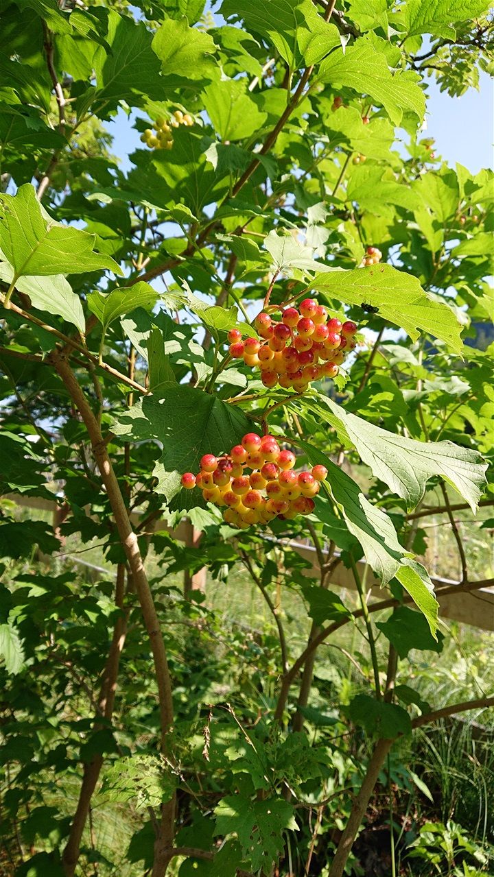Gemeiner Schneeball ( Viburnum opulus)