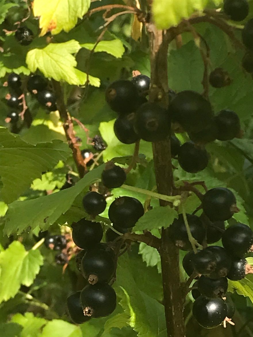 Cassisbeeren (Ribes nigrum)