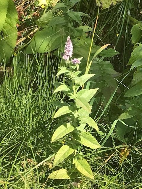 Rossminze (mentha longifolia)