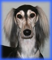 Badavie Elegance "Troja"