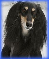 Badavie Silmarillon "Allan"