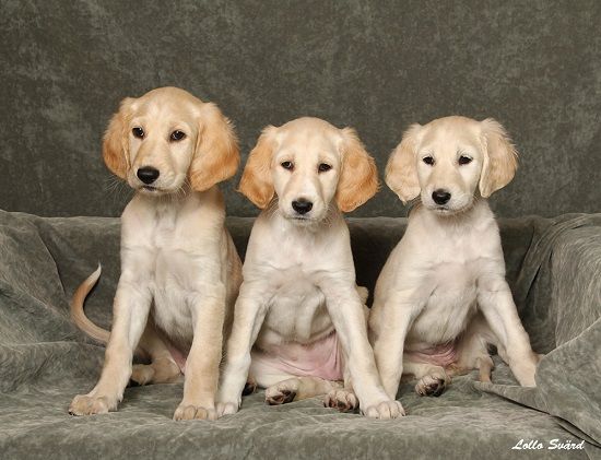 7 weeks