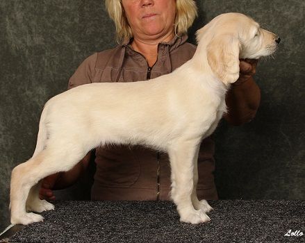 7 weeks