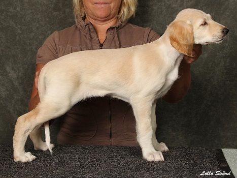 7 weeks