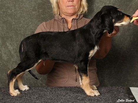 7 weeks