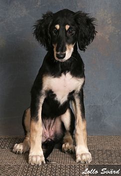 13 weeks