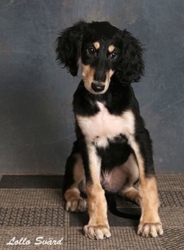 13 weeks