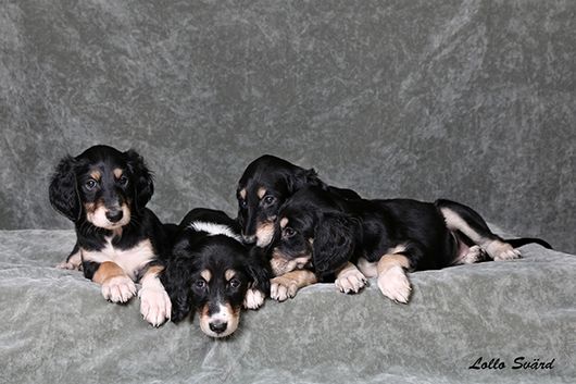 6 weeks