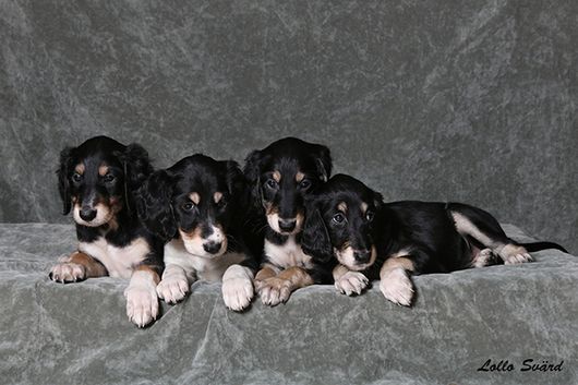 6 weeks