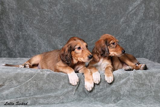 6 weeks