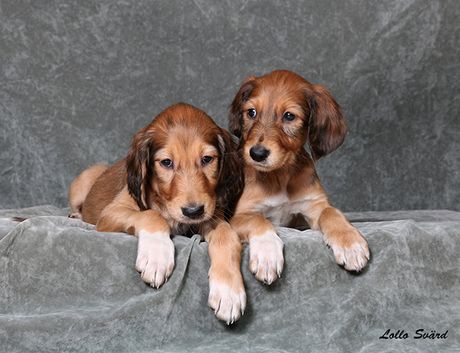 6 weeks
