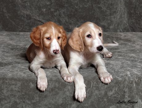 6 weeks