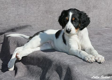 6 weeks