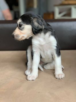 4 weeks