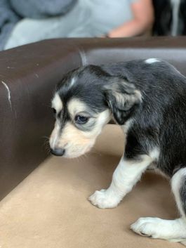 4 weeks