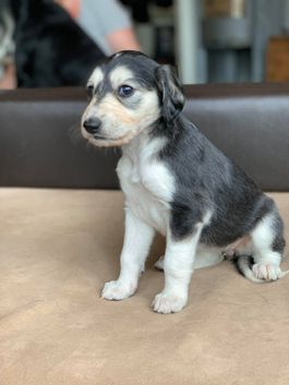 4 weeks