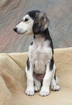 6,5 weeks