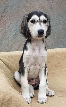 6,5 weeks