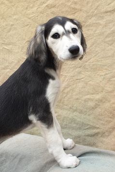 7,5 weeks