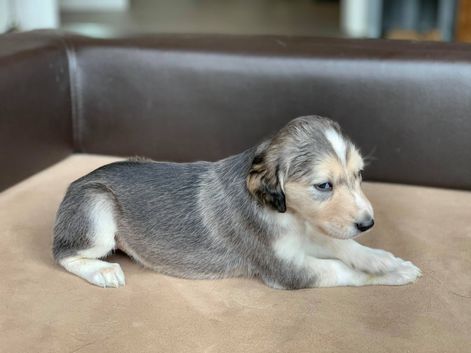 4 weeks