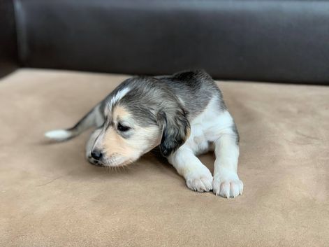 4 weeks