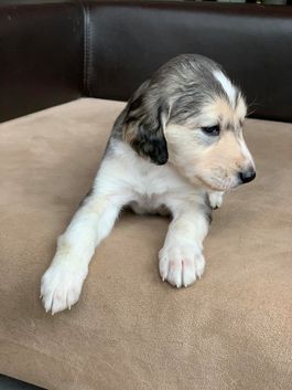 4 weeks