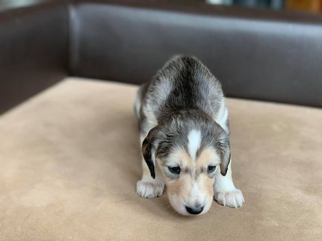 4 weeks
