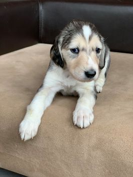 4 weeks