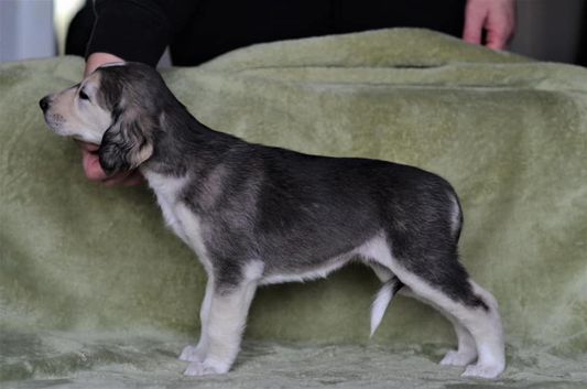 5 weeks