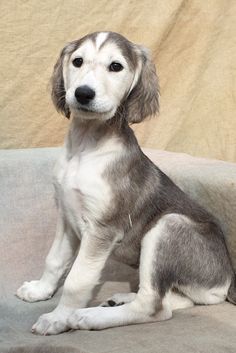 7,5 weeks