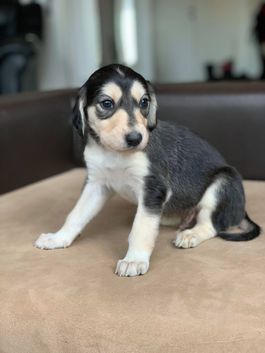 4 weeks