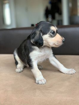 4 weeks