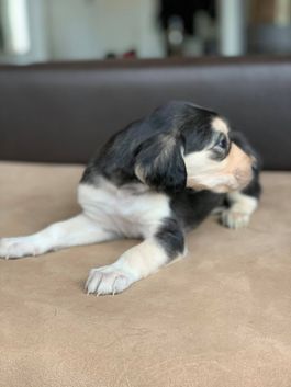 4 weeks