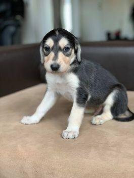 4 weeks