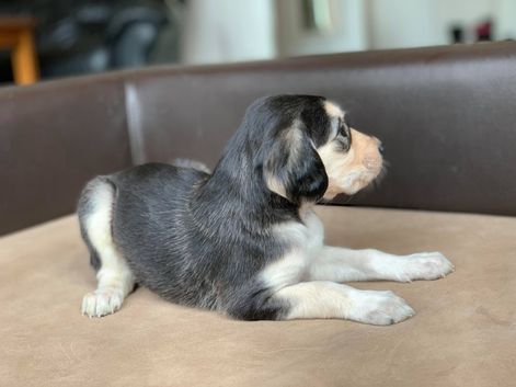 4 weeks