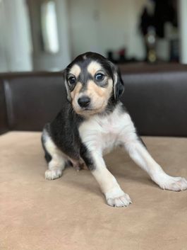 4 weeks