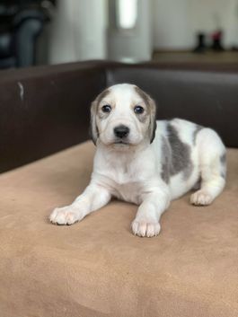 4 weeks
