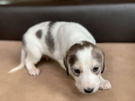 4 weeks