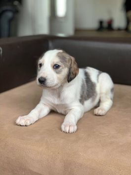 4 weeks