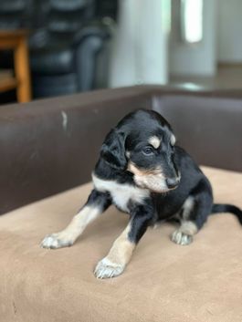 4 weeks