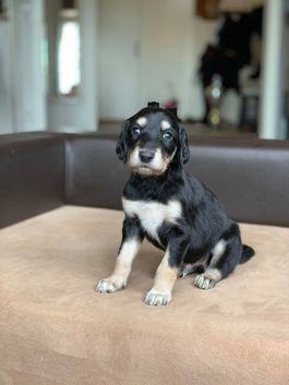 4 weeks