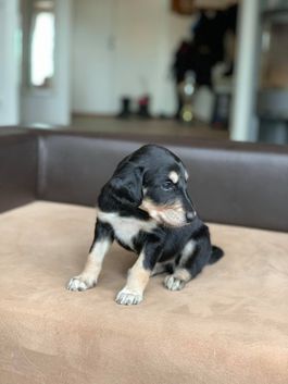 4 weeks