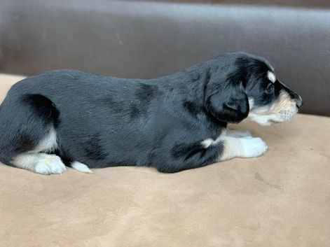 3 weeks