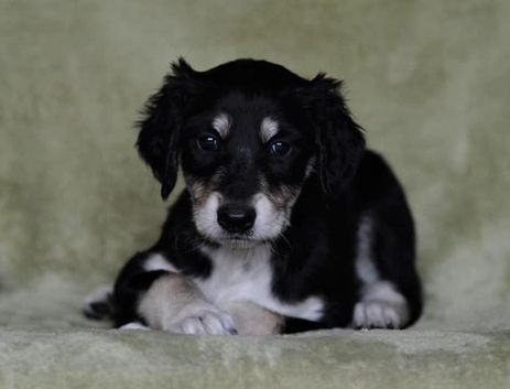 4 weeks