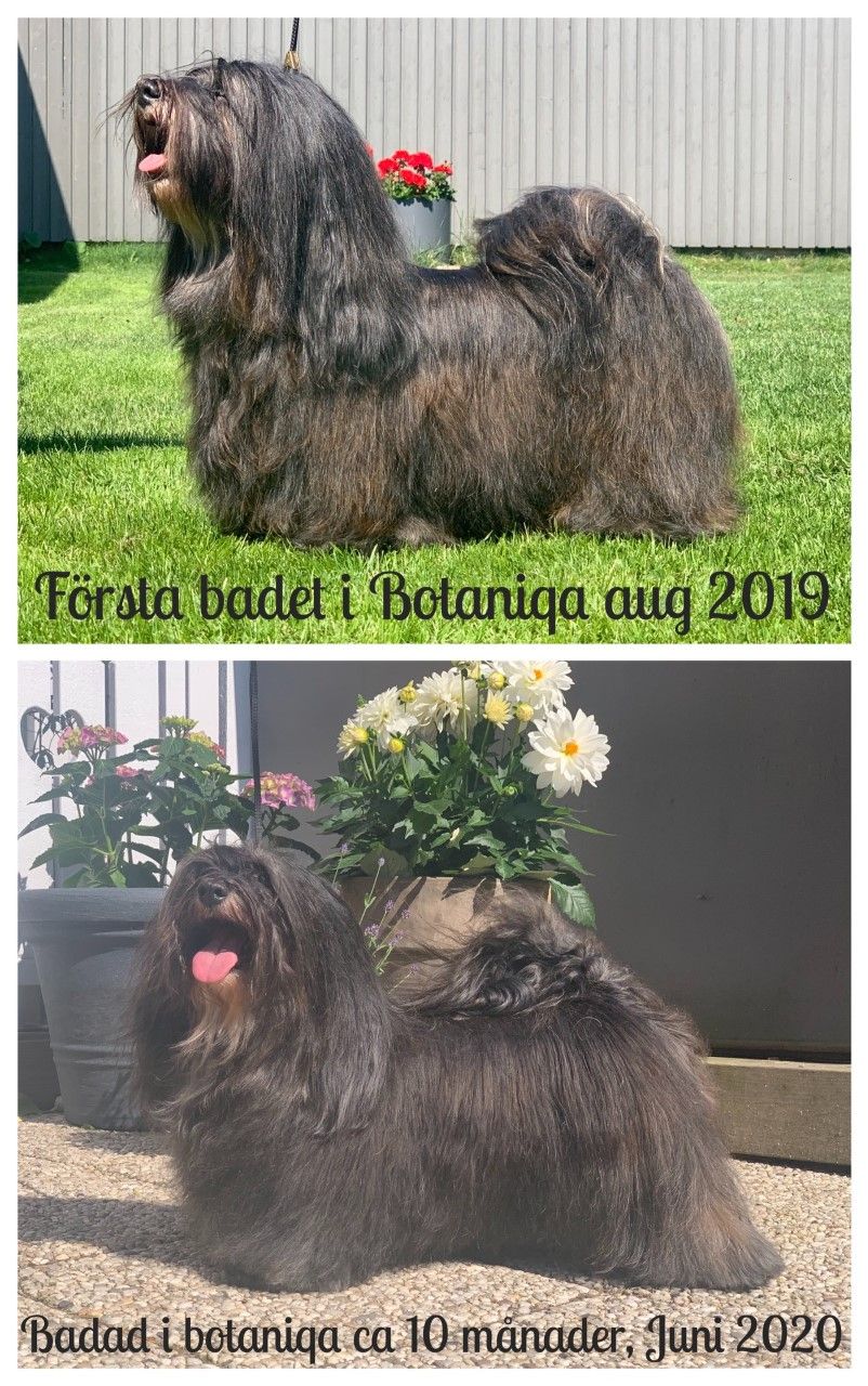 Rätt produkter till pälsen är verkligen superviktigt. På bilderna ovan ser ni skillnaden på Anya efter att ha badat henne i Botaniqa i ca 10 månader.